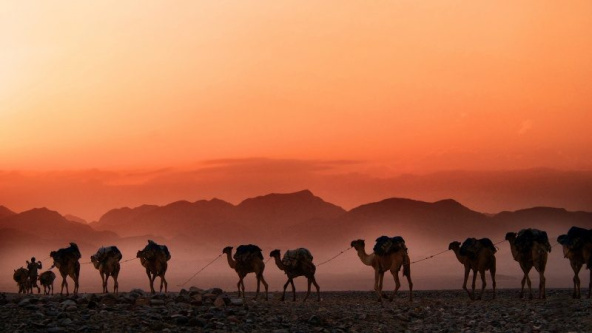 A serene desert landscape near Riyadh, showcasing golden sand dunes and silhouette of camels under a clear sky.
