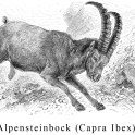A Victorian engraving showing a swiss mountain goat