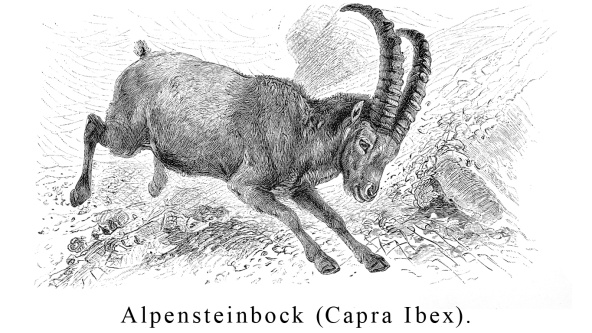 A Victorian engraving showing a swiss mountain goat