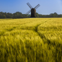 Pitstone Windmill in Buckinghamshire