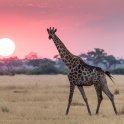 Giraffe walking and looking at the camera at sunset in Savuti, Botswana