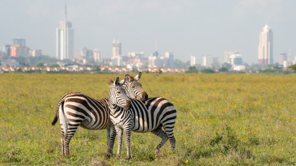 Zebras in Nairobi national park with Nairobi city in the background.