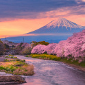 Mount Fuji in cherry blossom season during sunset.