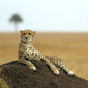 A cheetah (Acinonyx jubatus) on the Masai Mara National Reserve safari in southwestern Kenya.