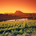 Sunrise above wine & vineyards around Paarl, Western Cape, South Africa