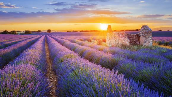Sun is setting over a beautiful purple lavender filed in Valensole. Provence, France