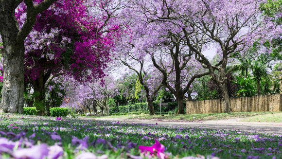 Jacaranda trees with bougainvillea with soft focus flowers lying on grass in the foreground in Pretoria