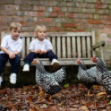 Pupils from Marlborough House Nursery sitting on a bench watching some chickens