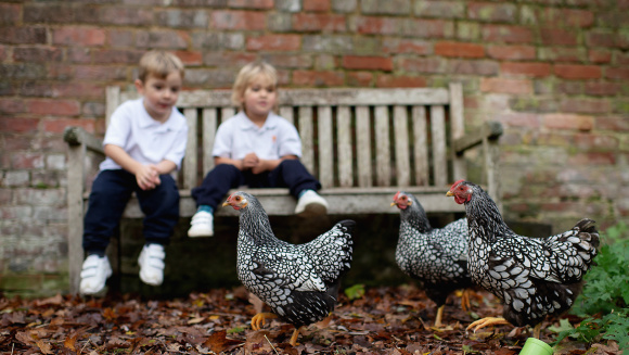 Pupils from Marlborough House Nursery sitting on a bench watching some chickens